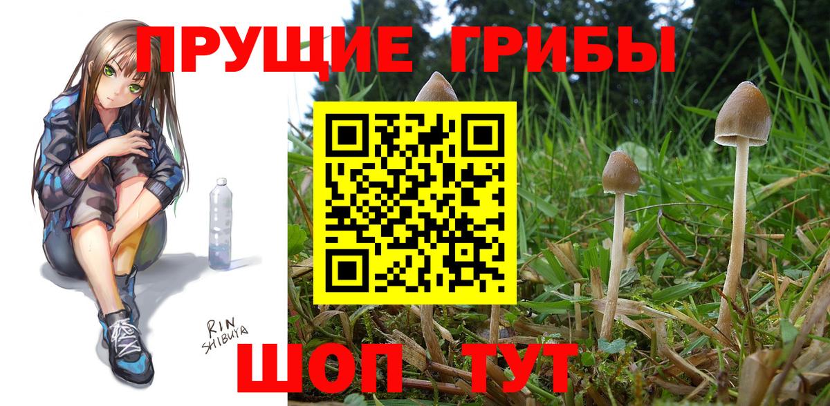 Галлюциногенные грибы Psilocybe Домодедово